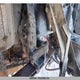 1XPXD40X0PD814500 2023 Peterbilt 389 auction photo thumbnail 6