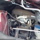 JM1BN1T79H1154382 2017 Mazda 3 Se auction photo thumbnail 10
