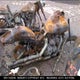 1HFSC55096A210790 2006 Honda Vtx1300C auction photo thumbnail 5