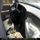 YS3CD68UXT1021554 1996 Saab 9000 Cs auction photo thumbnail 5