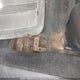 4S3BP616367325560 2006 Subaru Legacy 2.5 I auction photo thumbnail 19