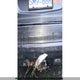5J8YD4H00KL800576 2019 Acura Mdx auction photo thumbnail 26