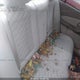 1G1ZT54865F235236 2005 Chevrolet Malibu Ls auction photo thumbnail 8