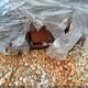 1RF42464832024514 2003 Roadmaster Rail Monocoque auction photo thumbnail 10