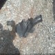 1HGCR2F36EA226126 2014 Honda Accord Lx auction photo thumbnail 12