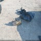 2G1FF1E30F9228024 2015 Chevrolet Camaro 2Lt auction photo thumbnail 12