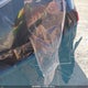 KNMAT2MV5LP540971 2020 Nissan Rogue Sv Intelligent Awd auction photo thumbnail 6