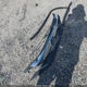 19XFC2F58HE077847 2017 Honda Civic Lx auction photo thumbnail 12