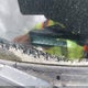 1HGCS1B88AA012345 2010 Honda Accord 2.4 Ex-L auction photo thumbnail 9