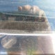1GCCW80A0BZ409147 1981 Chevrolet El Camino auction photo thumbnail 9