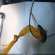 JHMCG66531C006419 2001 Honda Accord 2.3 Lx auction photo thumbnail 11