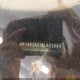 WP1AB2A21BLA53994 2011 Porsche Cayenne S auction photo thumbnail 9