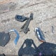 JN8AT2MT1JW491788 2018 Nissan Rogue Sl auction photo thumbnail 12