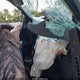 1FTFX1EF7DKD46386 2013 Ford F-150 Stx auction photo thumbnail 5