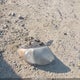 2A4GP44R86R622882 2006 Chrysler Town & Country Lx auction photo thumbnail 12