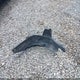 2G1WG5E36D1171411 2013 Chevrolet Impala Lt auction photo thumbnail 12