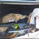 58ADZ1B18SU192321 2025 Lexus Es 350 auction photo thumbnail 20