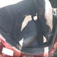 3C4NJDCB8MT598872 2021 Jeep Compass Limited 4X4 auction photo thumbnail 8