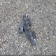 1ZVHT84N675228593 2007 Ford Mustang V6 Deluxe/V6 Premium auction photo thumbnail 12