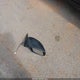 1N4AL3AP2EC275356 2014 Nissan Altima 2.5/2.5 S/2.5 Sl/2.5 Sv auction photo thumbnail 12