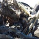 1FTNX21P73EC69175 2003 Ford F-250 Lariat/Xl/Xlt auction photo thumbnail 7
