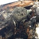 JF2SKAMCXNH425880 2022 Subaru Forester Wilderness auction photo thumbnail 14