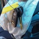 5NPEB4AC8BH071582 2011 Hyundai Sonata Gls auction photo thumbnail 11