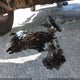 1N6AD06W08C442627 2008 Nissan Frontier Le auction photo thumbnail 12