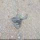 1N4AA6AP5GC397865 2016 Nissan Maxima 3.5 Sl auction photo thumbnail 12
