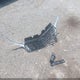 3GNAXTEG9PL168750 2023 Chevrolet Equinox Awd 2Fl auction photo thumbnail 12
