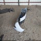 3N1CN8FV2RL820776 2024 Nissan Versa 1.6 Sr auction photo thumbnail 12