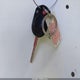 1FADP3F22JL321888 2018 Ford Focus Se auction photo thumbnail 11