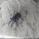4YDT31426KH932968 2019 Coleman Other auction photo thumbnail 11