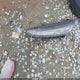 KM8K62AA7JU102489 2018 Hyundai Kona Sel auction photo thumbnail 12