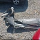 1HGCR3F9XGA031692 2016 Honda Accord Touring auction photo thumbnail 12