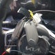 5XYRL4JC6SG395233 2025 Kia Sorento S auction photo thumbnail 11
