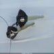JS1EM13B0S7100259 2025 Suzuki Gsx800 F auction photo thumbnail 11