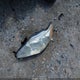 2T1BU4EE4BC667977 2011 Toyota Corolla Le auction photo thumbnail 12