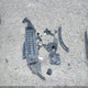 1G1PF5SC2C7195332 2012 Chevrolet Cruze Lt auction photo thumbnail 11