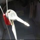 2P4GP24G7XR175130 1999 Plymouth Grand Voyager auction photo thumbnail 11