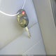 1FADP5AU7EL506349 2014 Ford C-Max Hybrid Se auction photo thumbnail 11