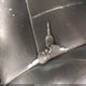 1FTFW1ET4DKE01742 2013 Ford F-150 Fx4/King Ranch/Lariat/Limited/Platinum/Xl/Xlt auction photo thumbnail 11