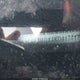 1C4PJMDX4KD417417 2019 Jeep Cherokee Limited 4X4 auction photo thumbnail 11