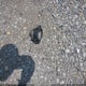 2GNFLHE32F6243531 2015 Chevrolet Equinox Ltz auction photo thumbnail 12