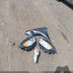 MAJ3S2GE6KC294130 2019 Ford Ecosport Se auction photo thumbnail 12