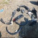 1FTER4FHXMLD88875 2021 Ford Ranger Lariat auction photo thumbnail 12
