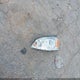2G1WF5E39D1155366 2013 Chevrolet Impala Ls auction photo thumbnail 11