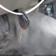 1GTCS148968135954 2006 GMC Canyon Work Truck auction photo thumbnail 11