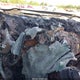 1GNSCJE02ER230924 2014 Chevrolet Suburban 1500 Lt auction photo thumbnail 7
