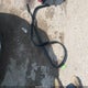 1FADP3N23FL313677 2015 Ford Focus Titanium auction photo thumbnail 17